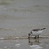 Borkum 2013 15 : 01 Nordsee, 02 Borkum, Gewässer, Landschaft, Meer, Strand, Tier, Vogel